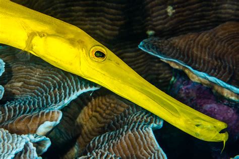 trumpetfish size